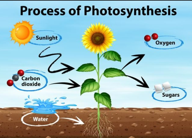 Lebih dari Sekadar Daun Hijau: Fotosintesis sebagai Mesin Energi Planet dan Kunci Teknologi Masa Depan